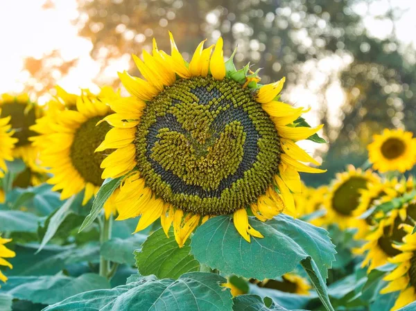 Beautiful Abundance Black Yellow Sunflowers Douglas County Kansas — Photo