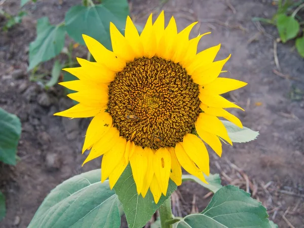 Beautiful Abundance Black Yellow Sunflowers Douglas County Kansas — ストック写真