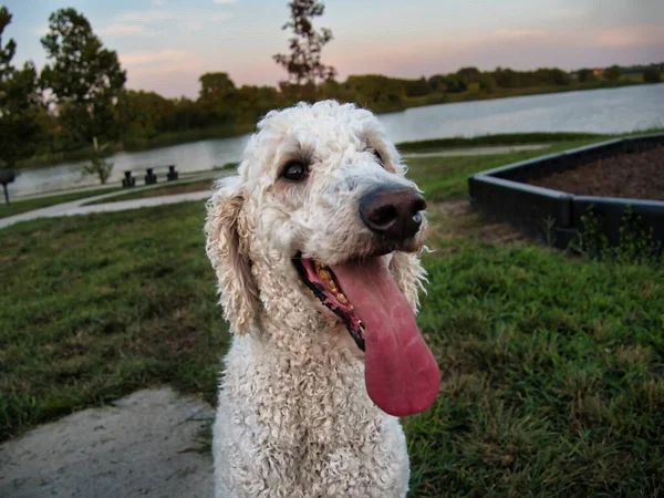 Standard Poodle Sitting at Veterans Park in Spring Hill Kansas