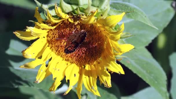 Mariposa Colorida Polinizando Sobre Gran Girasol Amarillo — Vídeos de Stock