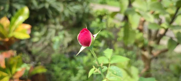 Rosas Que Ainda Não Floresceram — Fotografia de Stock