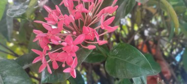 Arının en sevdiği ping renkli çiçek.