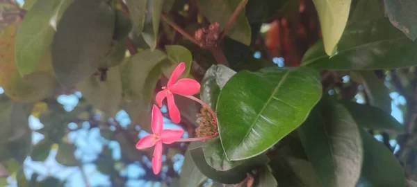 Bij Favoriete Ping Gekleurde Bloem — Stockfoto