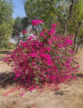 Çiçek dokusu arkaplanı, kırmızı ve mavi çiçek arkaplanı, kırmızı ve mavi iplik arkaplanı