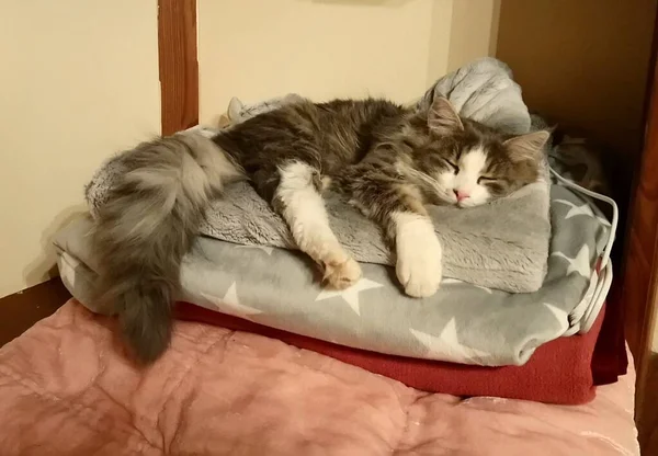 Katze Liegt Auf Einem Stapel Decken — Stockfoto
