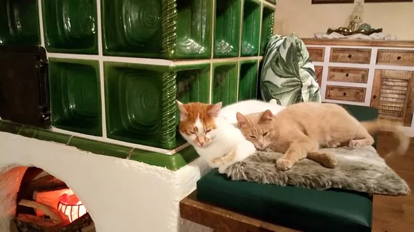 Zwei Katzen Liegen Auf Der Ofenbank — стокове фото