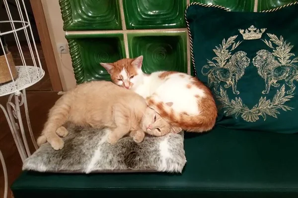 Zwei Katzen Auf Der Ofenbank — стокове фото