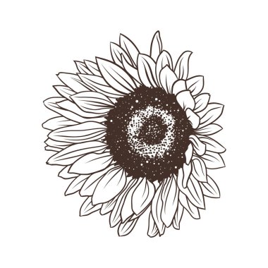 hand drawing sunflowers set isolated on white. vector illustration in doodle style