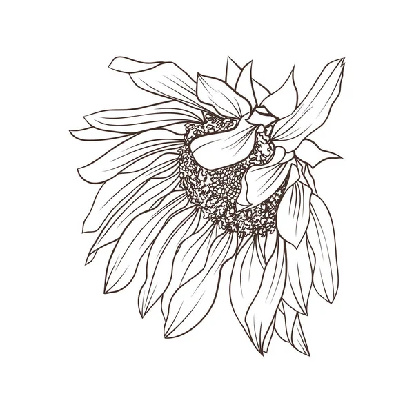 Hand Drawing Sunflowers Set Isolated White Vector Illustration Doodle Style — 스톡 벡터