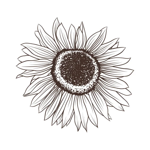 Hand Drawing Sunflowers Set Isolated White Vector Illustration Doodle Style — Stok Vektör