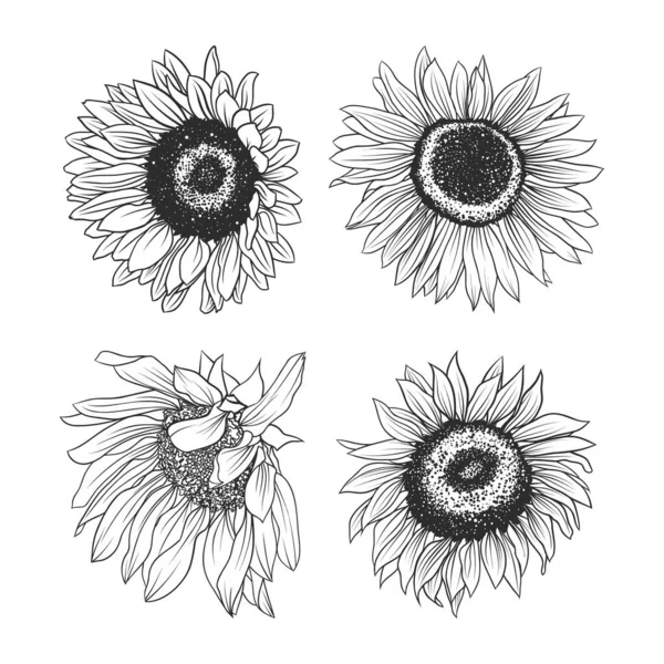 Hand Drawing Sunflowers Set Isolated White Vector Illustration Doodle Style — 스톡 벡터