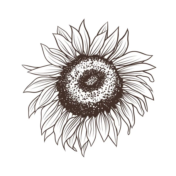 Hand Drawing Sunflower Isolated White Vector Illustration Doodle Style — Stok Vektör
