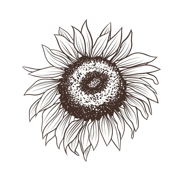 hand drawing sunflower isolated on white. vector illustration in doodle style