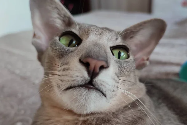 Funny Portrait Oriental Cat — Fotografia de Stock