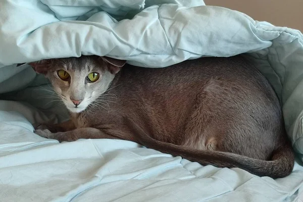 Oriental Cat Hid Blanket — Fotografia de Stock