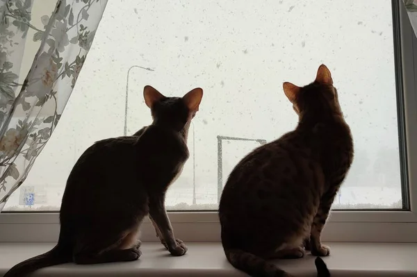 Two Cats Watch Snow Falling Window — стоковое фото