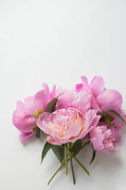 Taze pembe şakayık çiçekleri. bahar şakayıkları