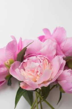 Taze pembe şakayık çiçekleri. bahar şakayıkları