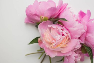 fresh pink peony flowers. spring peonies