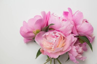 fresh pink peony flowers. spring peonies
