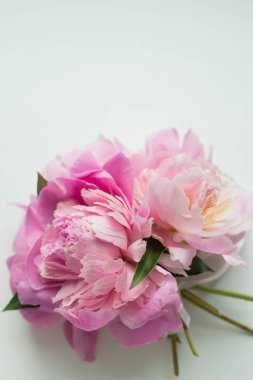 Şakayık çiçekleri ve su damlaları