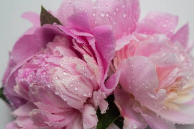 Şakayık çiçekleri ve su damlaları