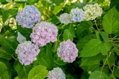 Ortancalar. Hortense. Sokaktaki çiçekler