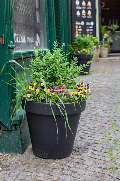 Flowers Street Pots — Photo