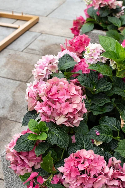 Hydrangeas Hortense Flowers Street — Photo