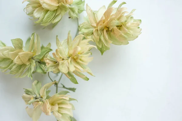 Kuru Sıçrayış Arka Planı Sonbahar Havası Yumuşak Kuru Çiçekler — Stok fotoğraf