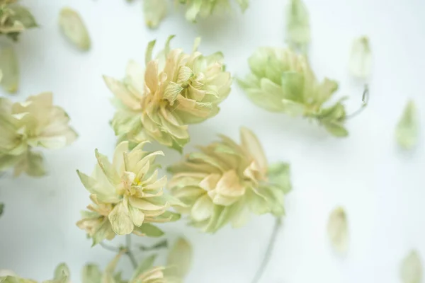 Kuru Sıçrayış Arka Planı Sonbahar Havası Yumuşak Kuru Çiçekler — Stok fotoğraf