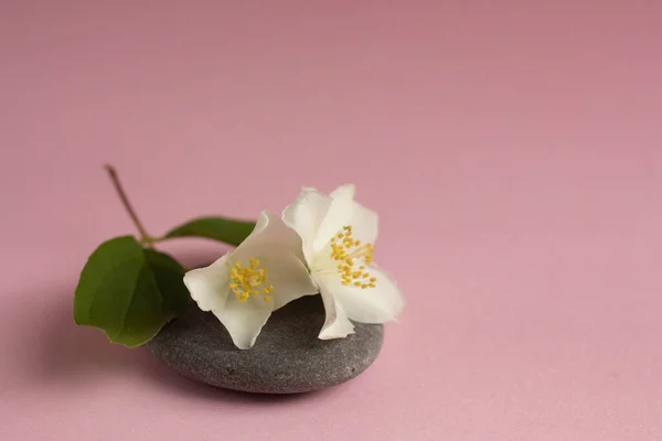 Jasmine Flowers Stone Minimal Eco Flat Lay — Stok fotoğraf