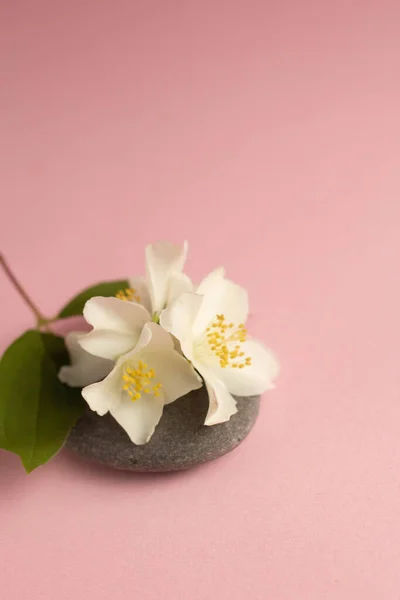 Jasmine Flowers Stone Minimal Eco Flat Lay — Foto de Stock