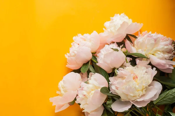 white peony on orange table. minimalism. brightwallpaper for pc  flat lay