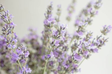 Taze lavanta arkaplan. Çiçekli minimalist biçim