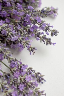 Taze lavanta arkaplan. Çiçekli minimalist biçim