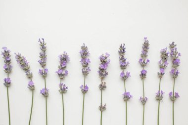 Taze lavanta arkaplan. Çiçekli minimalist biçim