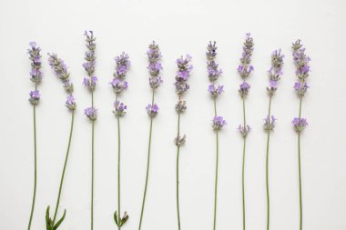 Taze lavanta arkaplan. Çiçekli minimalist biçim