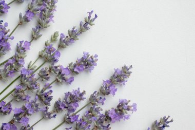 Taze lavanta arkaplan. Çiçekli minimalist biçim