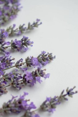 Taze lavanta arkaplan. Çiçekli minimalist biçim