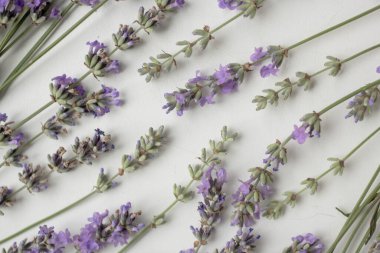 Taze lavanta arkaplan. Çiçekli minimalist biçim