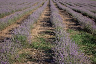 Güneşli bir günde lavanta tarlası