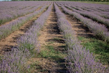 Güneşli bir günde lavanta tarlası