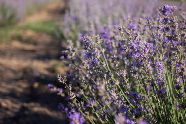 Güneşli bir günde lavanta tarlası