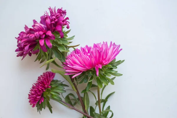 Background Colorful Fresh Asters Bouquet — Stok fotoğraf