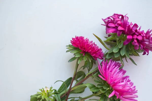 Background Colorful Fresh Asters Bouquet — Stok fotoğraf