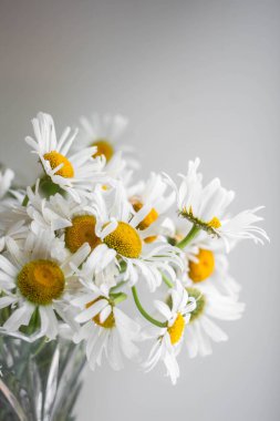 beyaz bir duvar arka plan üzerinde bir vazo papatyataze buket