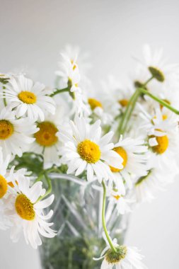 beyaz bir duvar arka plan üzerinde bir vazo papatyataze buket