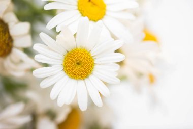 beyaz bir duvar arka plan üzerinde bir vazo papatyataze buket