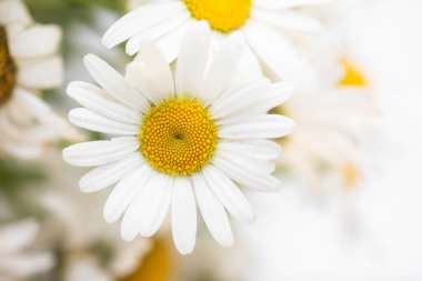 beyaz bir duvar arka plan üzerinde bir vazo papatyataze buket